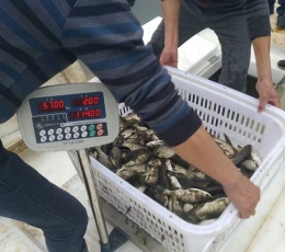 花鰱魚