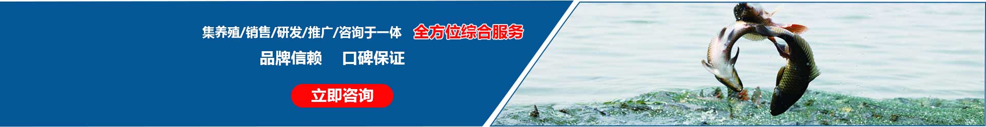 湖北胖頭魚(yú)廠(chǎng)家